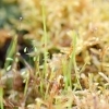 Utricularia praelonga -- Wasserschlauch